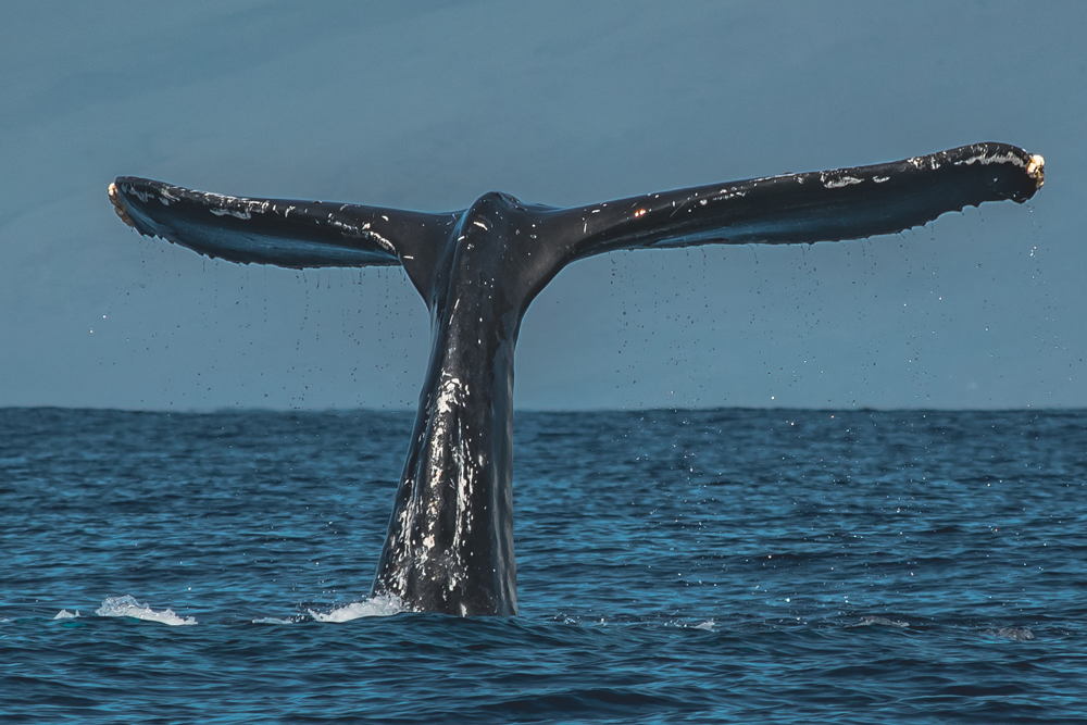 What You Can Expect From Whale Watching In December