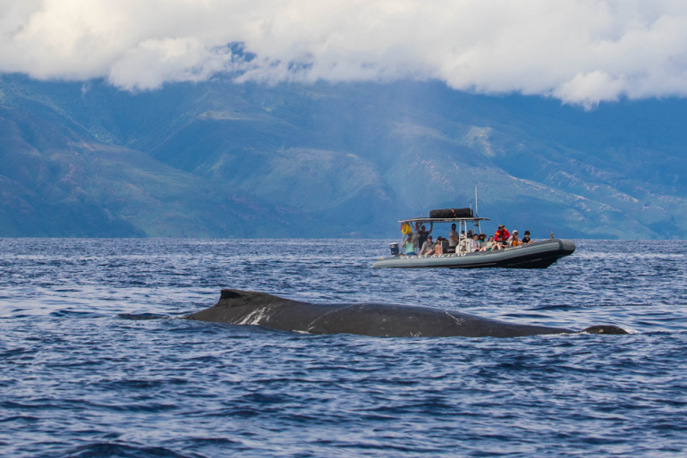 Your First Whale Watching Experience: What To Expect