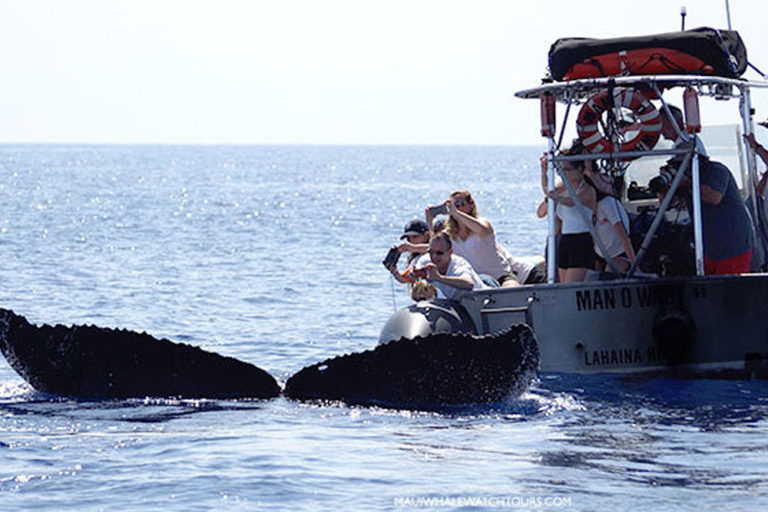 Can You Give Food To The Whales During A Tour?