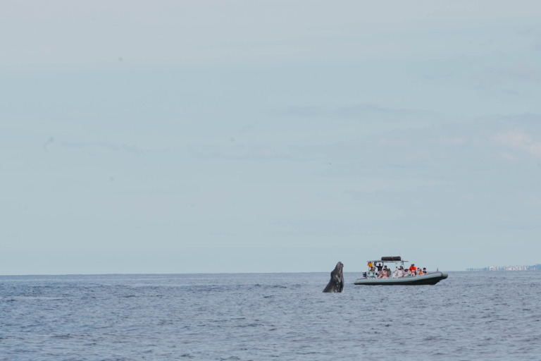 What Is The Best Way To See Whales In Hawaii?