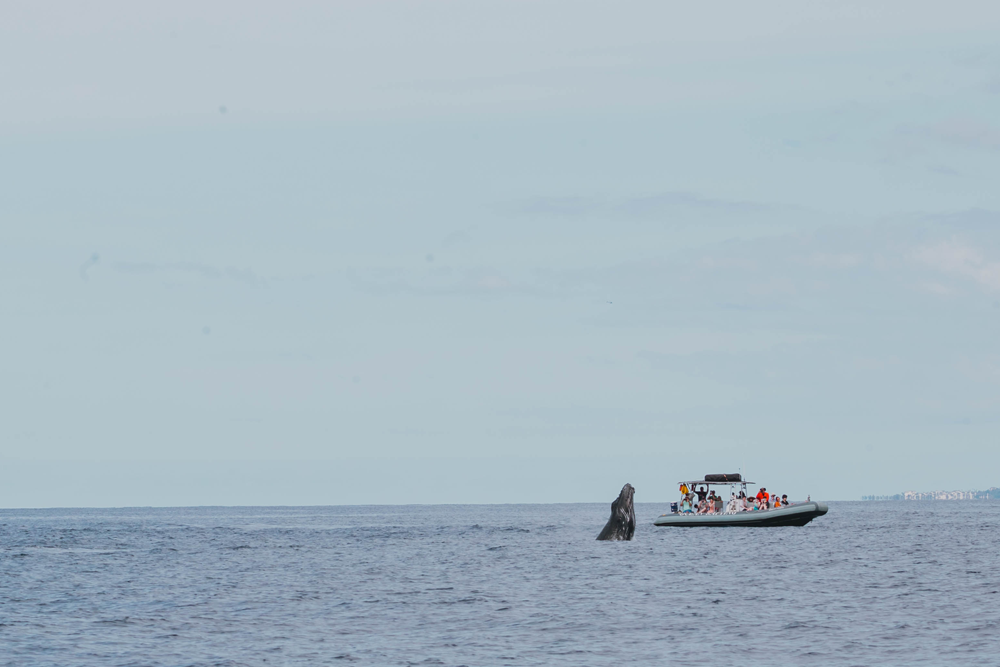 What Is The Best Way To See Whales In Hawaii?