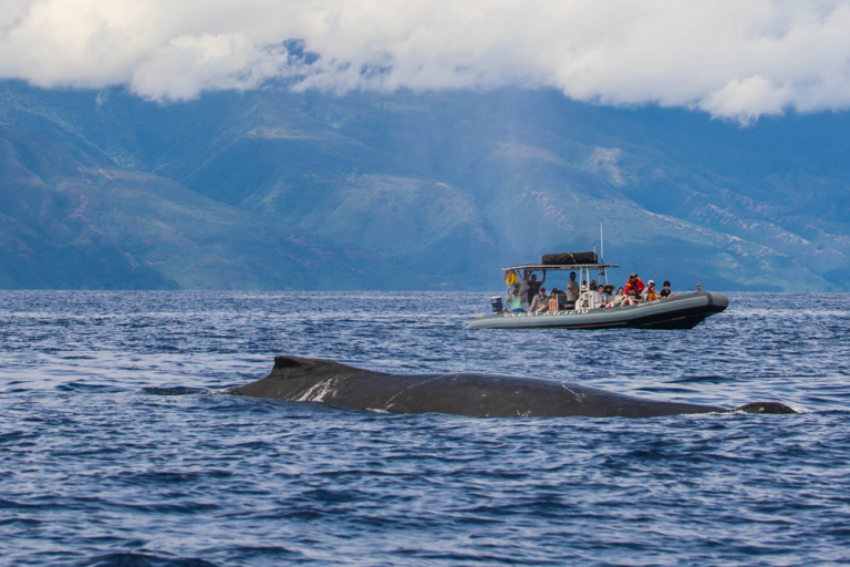 What’s Included In Whale Watching Vacation Packages?