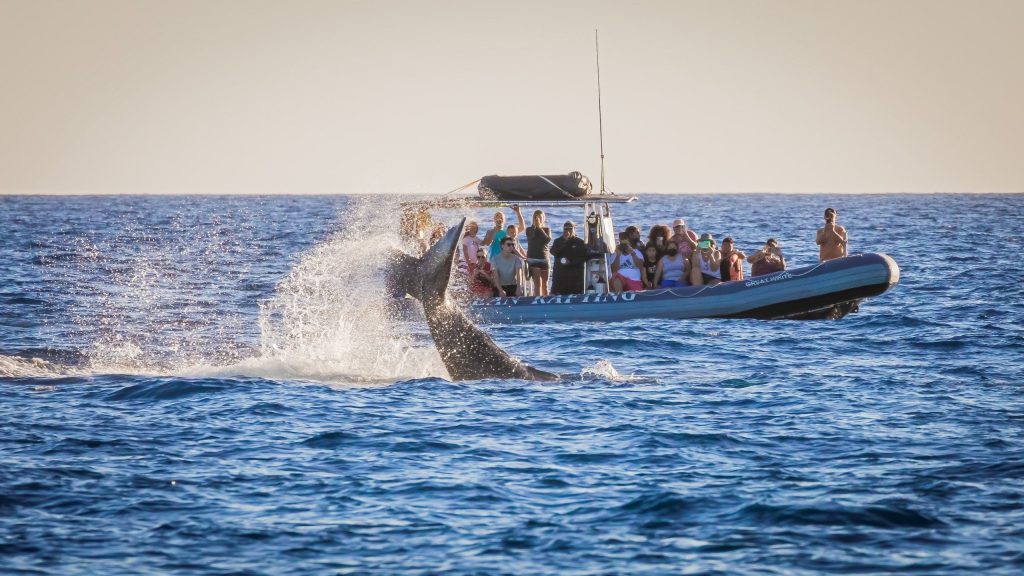 Why You Shouldn’t Try To Touch Whales While On A Tour