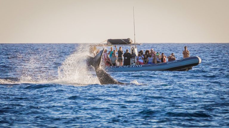Why You Shouldn’t Try To Touch Whales While On A Tour