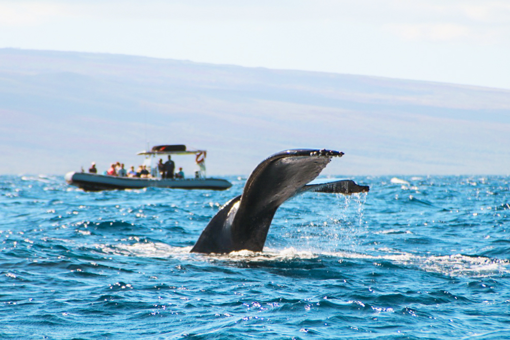 Experience Whale Watching In Maui Before The Season Ends In March