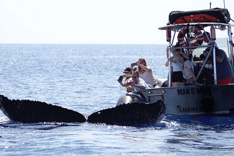 Whale Watching Distance In Maui: How Close Is Too Close?