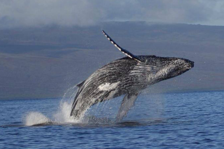 What Is The Best Weather For Whale Watching In Maui?