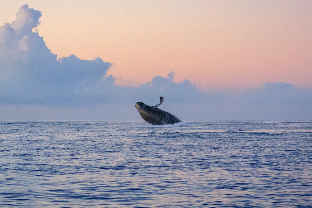 Why Sunset Whale Watching In Maui Should Be On Your Bucket List