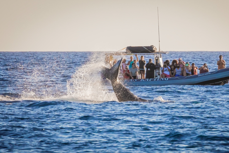 Why Whale Watching In Maui Makes A Great Field Trip