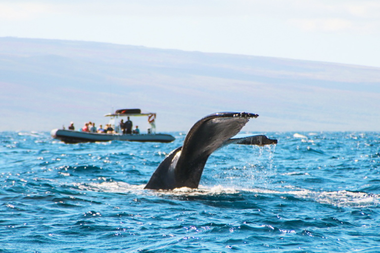 Humpback Whale Behavior Explained