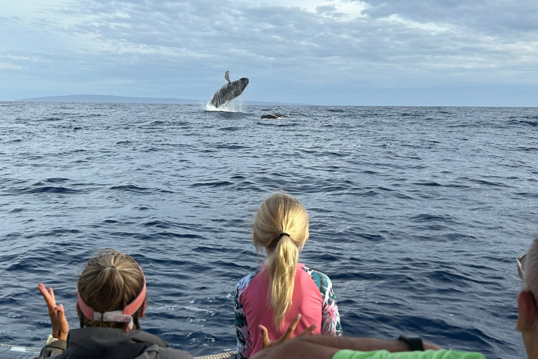 Potential Health Benefits Of Whale Watching