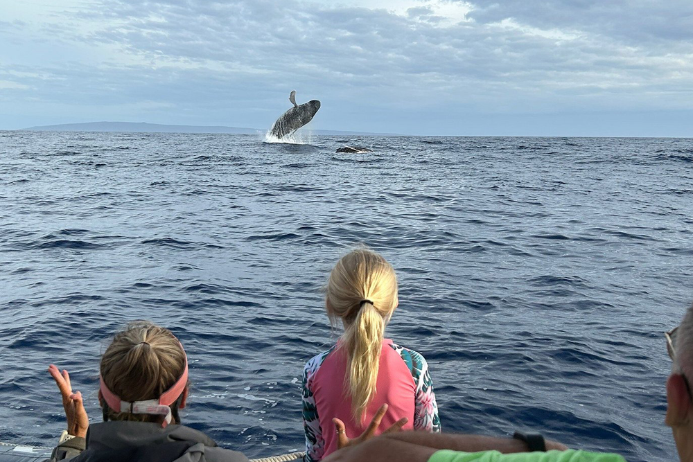 Potential Health Benefits Of Whale Watching