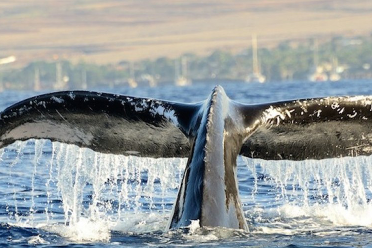 Why Do Whales Sing?