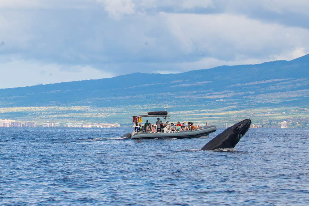 Why Rent A Private Charter Boat For Whale Watching