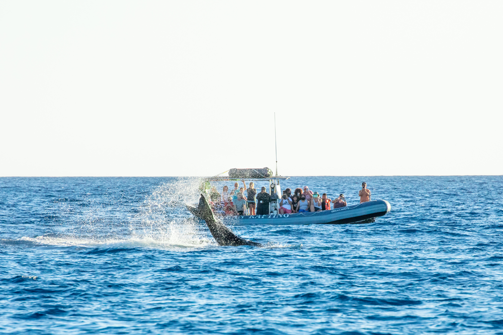 A Guide To Whale Watching In Maui