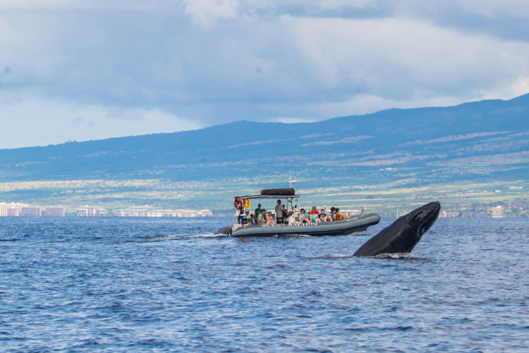 How To Choose The Best Maui Whale Watching Tour