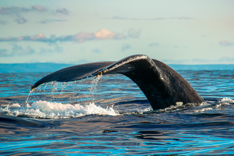 Looking For The Best Place To See Whales In Maui?