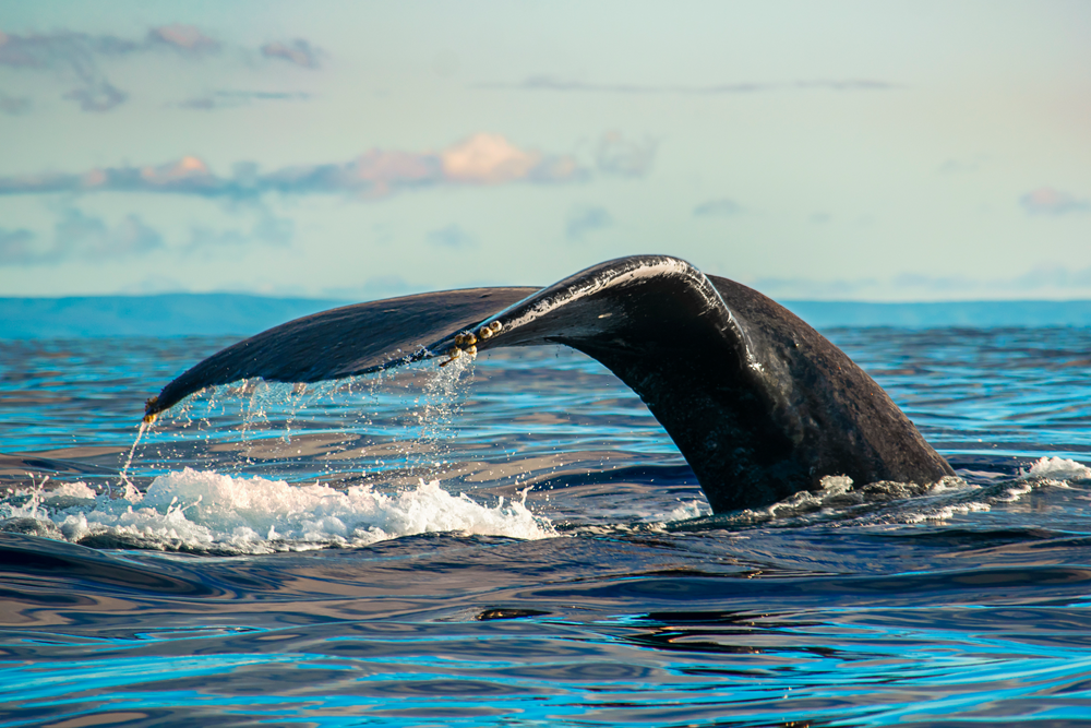 Looking For The Best Place To See Whales In Maui?