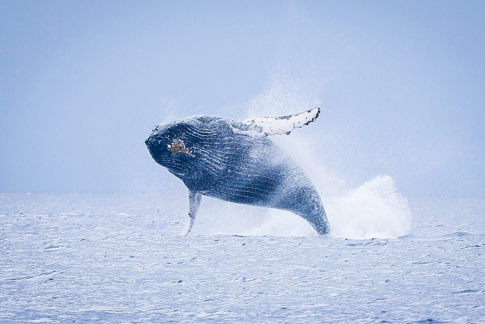The Best Time To Go Whale Watching In Maui