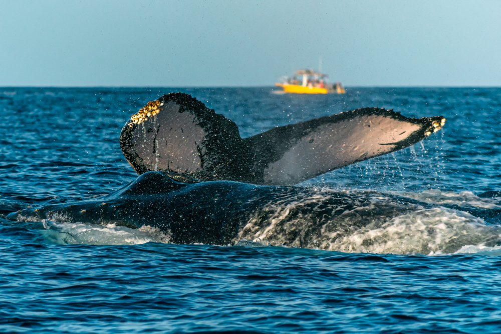 The Cost Of Whale Watching In Maui, Hawaii
