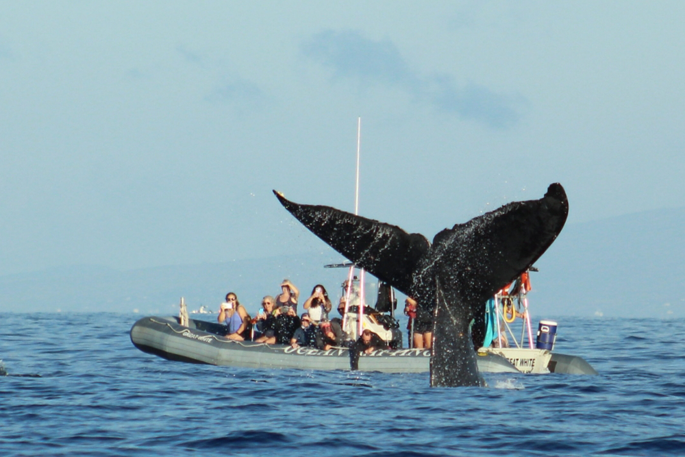 5 Of The Best Whale Watching Tours In Maui