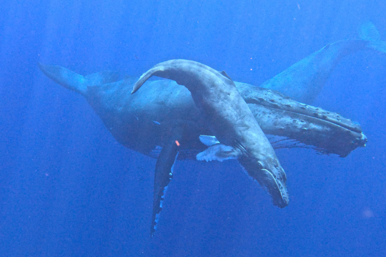 A Simple Guide To Whale Season In Maui