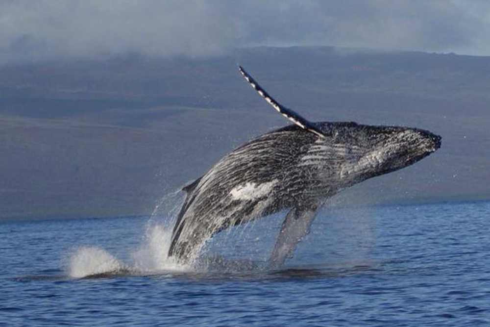 The Best Time Of The Year To Go Whale Watching In Hawaii