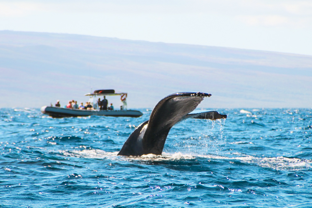 7 Best Whale Gifts For Everyone On Your List