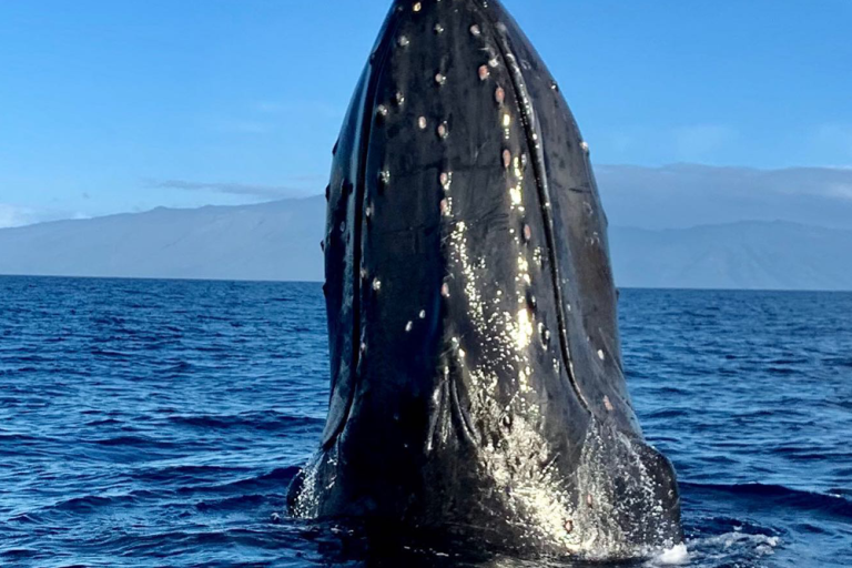 6 Different Types Of Whales In Hawaii