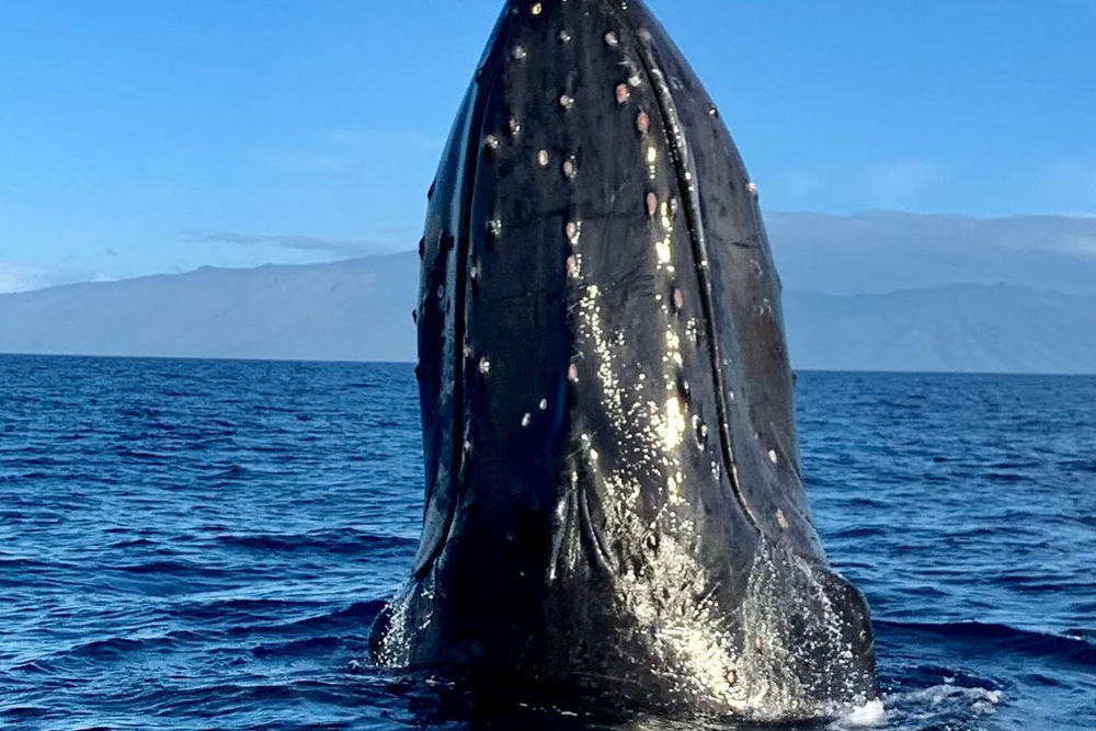 6 Different Types Of Whales In Hawaii