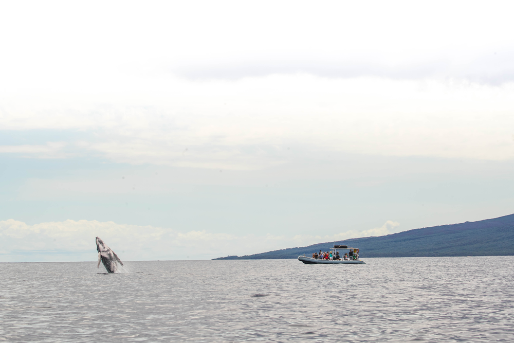 A Boating Guide For Humpback Whale Watching In Hawaii