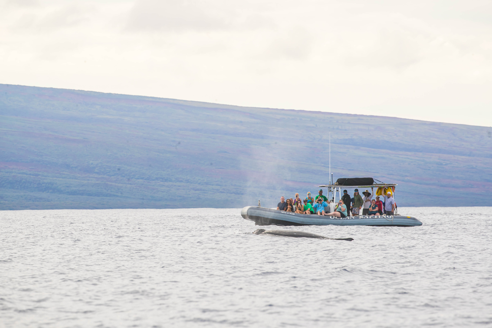 Advantages Of Sustainable Whale Watching