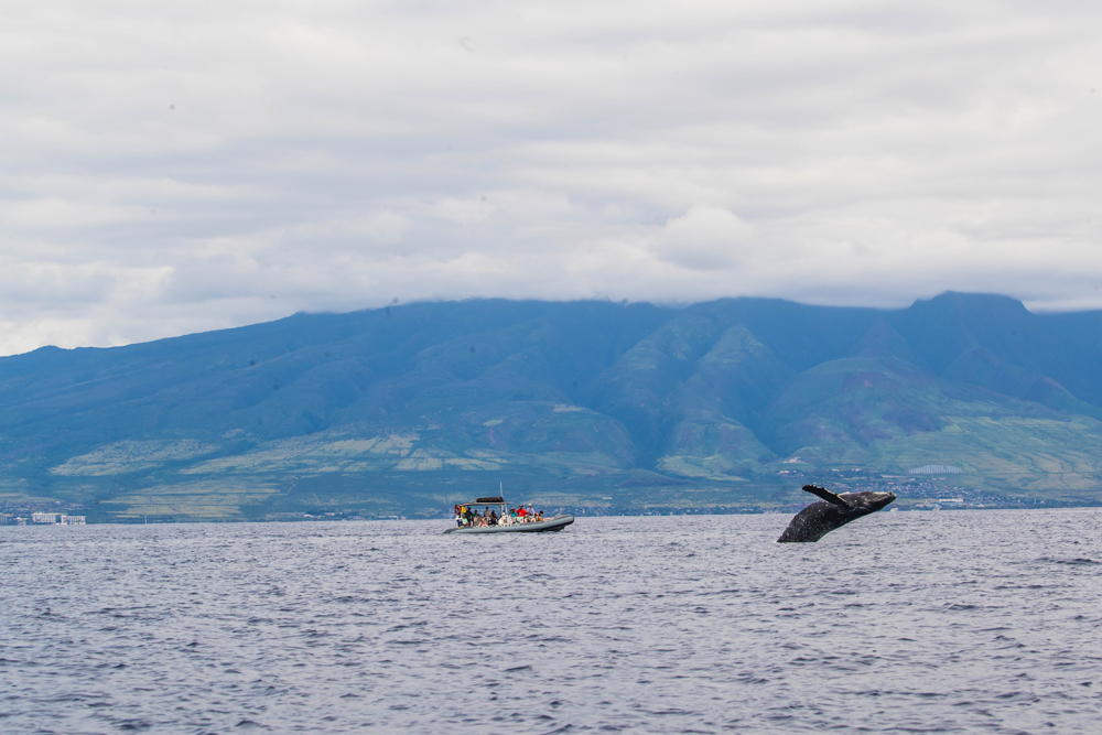 How Do Whales Help The Environment?