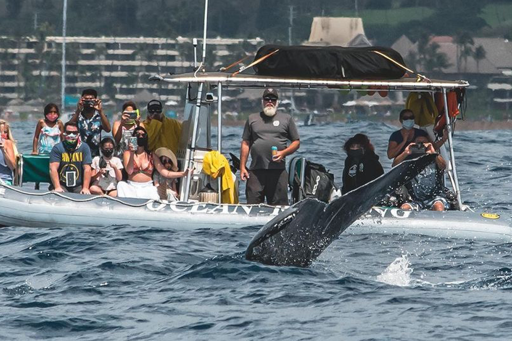 How Does Whale Watching Impact The Local Economy In Maui?
