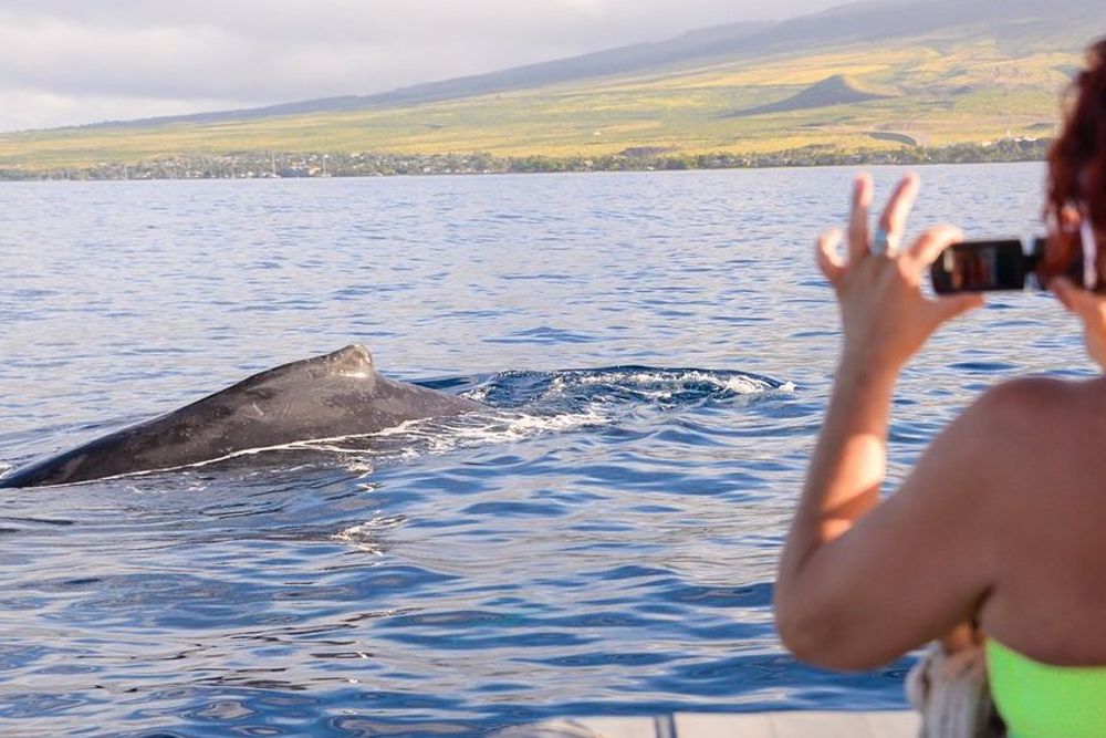 Maui Whale Watching In October: What To Know