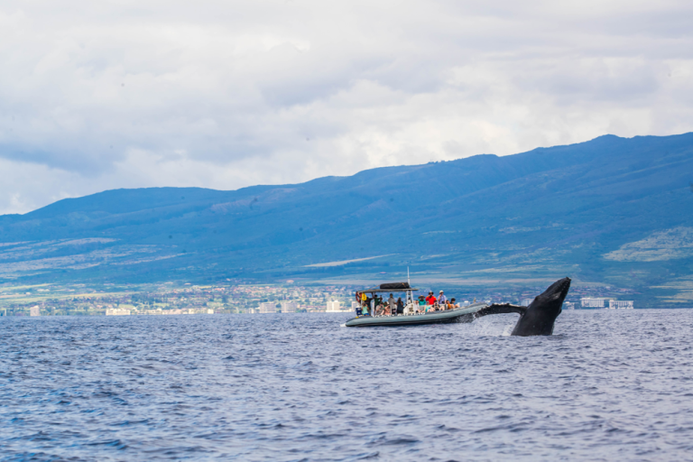 Why January Can Be A Nice Time For Whale Watching In Maui