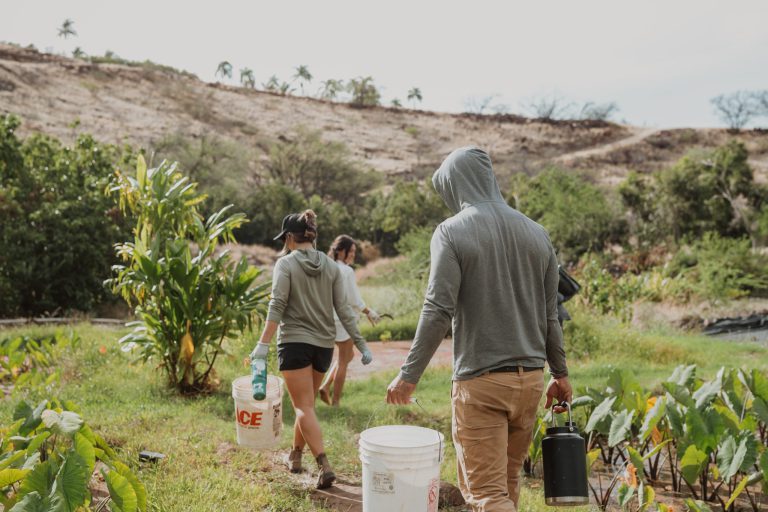 Volunteer in Lahaina: Farm & learn about Hawaiian culture