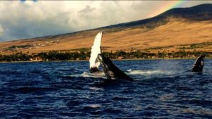 maui whale watching trips