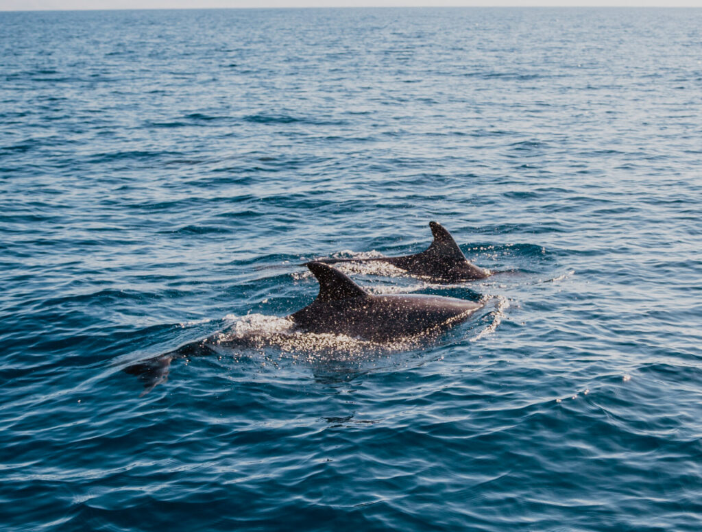 Search for Dolphins and Learn about their Behavior