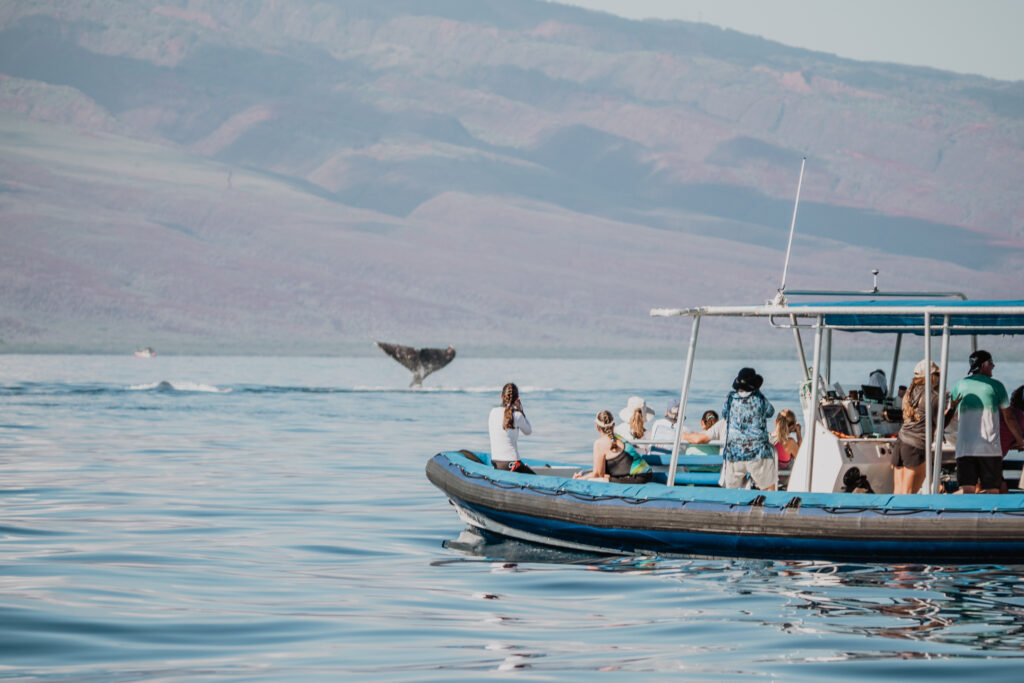 Search for Whales in the Wild