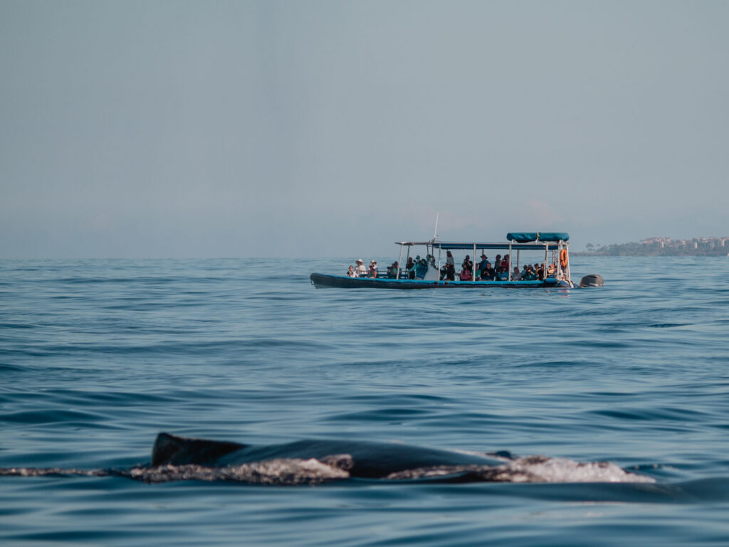 Seasonal Whale or Dolphin Tours