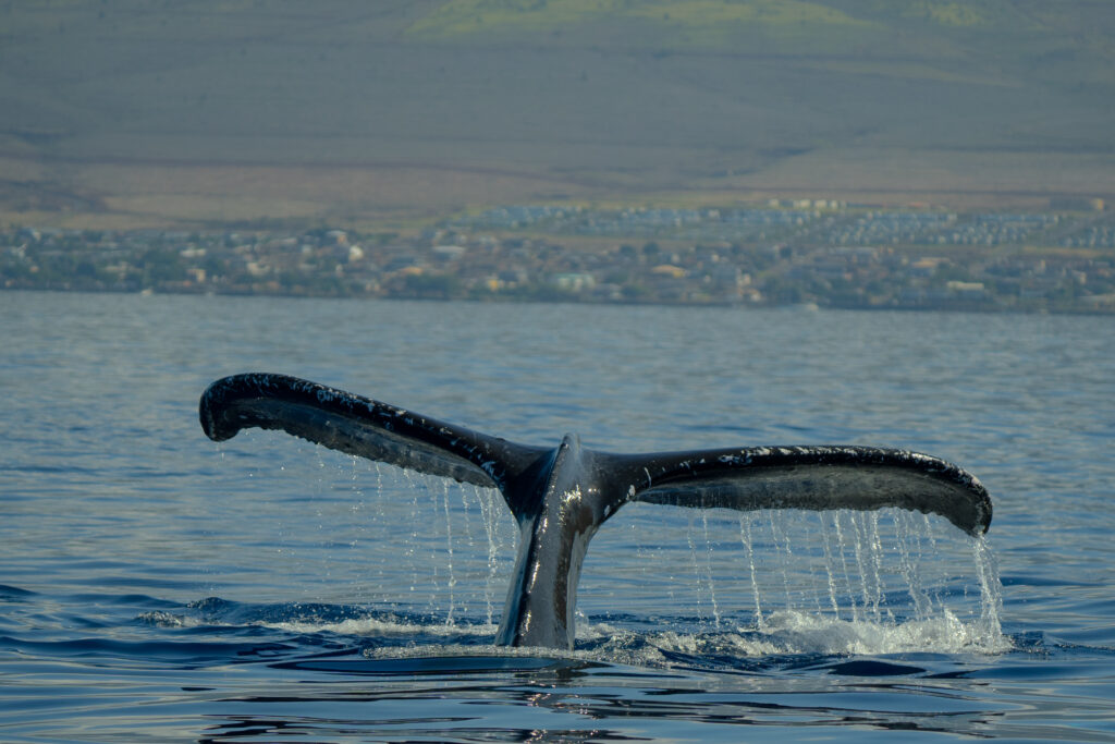Spot Whales on our way to Snorkel 