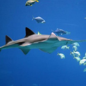snorkeling from Lahaina