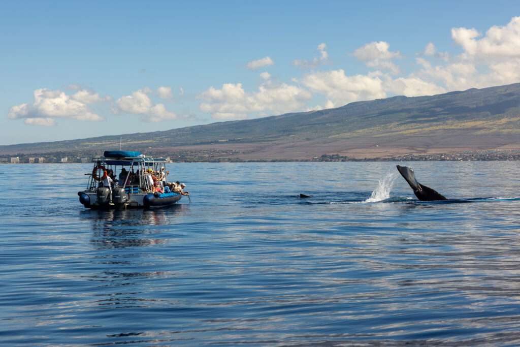 End the Trip with more Whale Sightings 