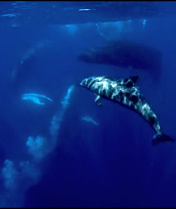 snorkeling and dolphin tours