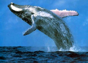 You really must get out on the water to truly experience the wonder of these mysterious whales.