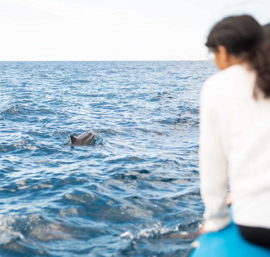Lānaʻi Snorkel &amp; Dolphin Watching from Maui