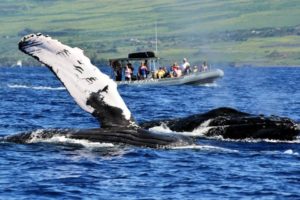 humpback whale watching on Maui
