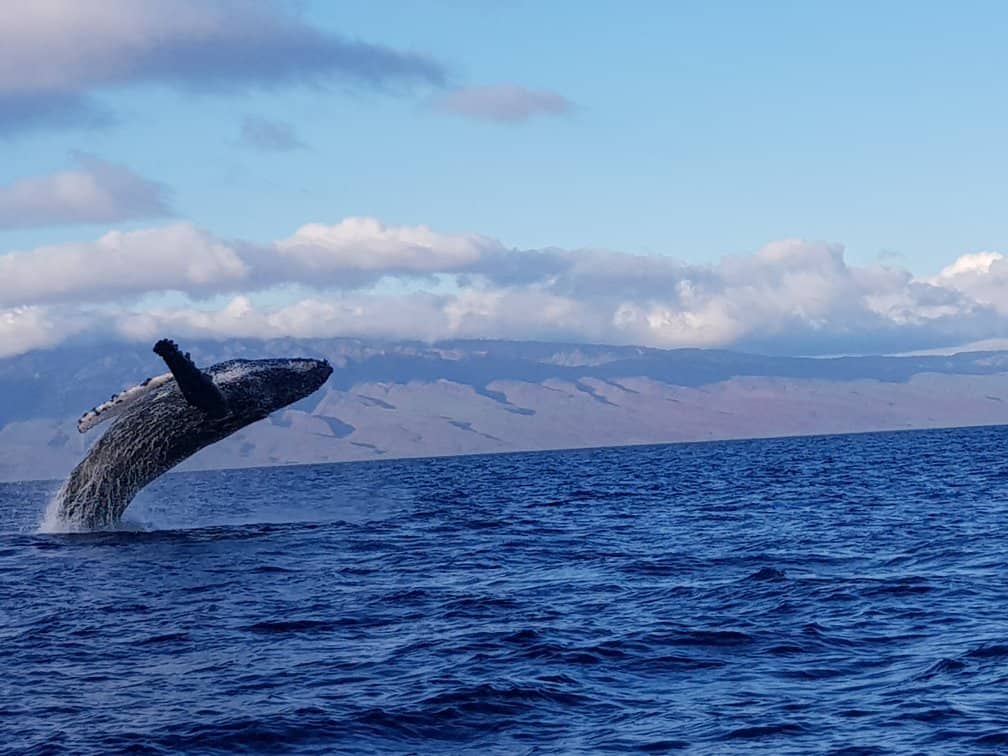 Lahaina Whale Watch Tours