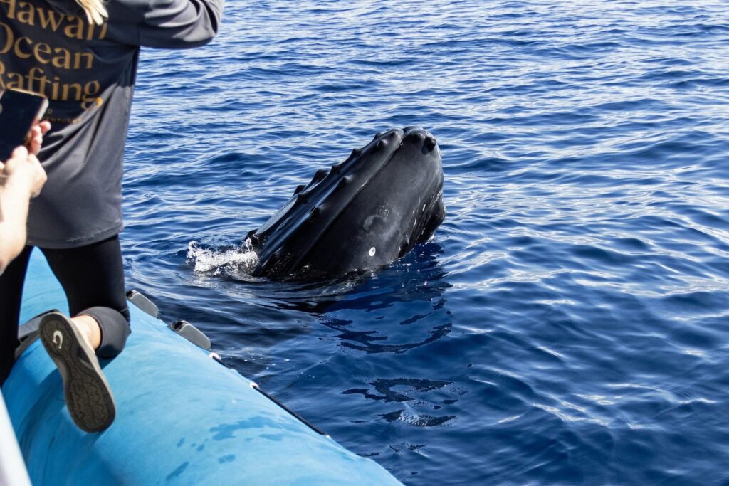 Encounter Whales at Eye-Level